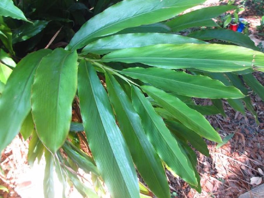 Alpinia nutans