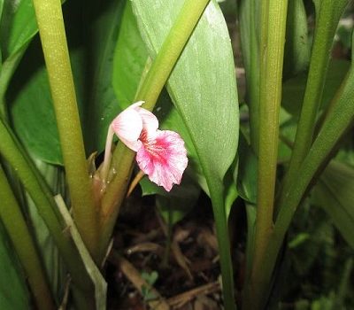 Boesenbergia-rotunda-flower