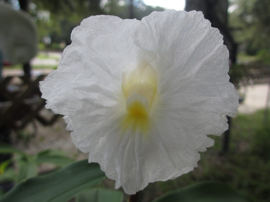 Cheilocostus speciosus