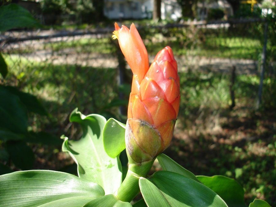 Costus spicatus