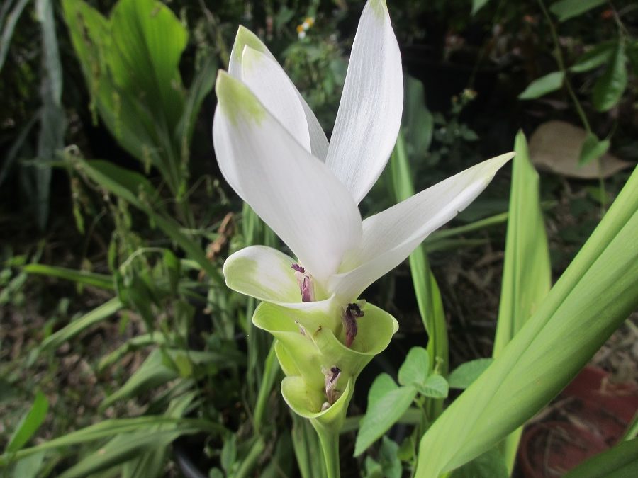 Curcuma alismatifolia