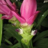 Curcuma-alismatifolia1