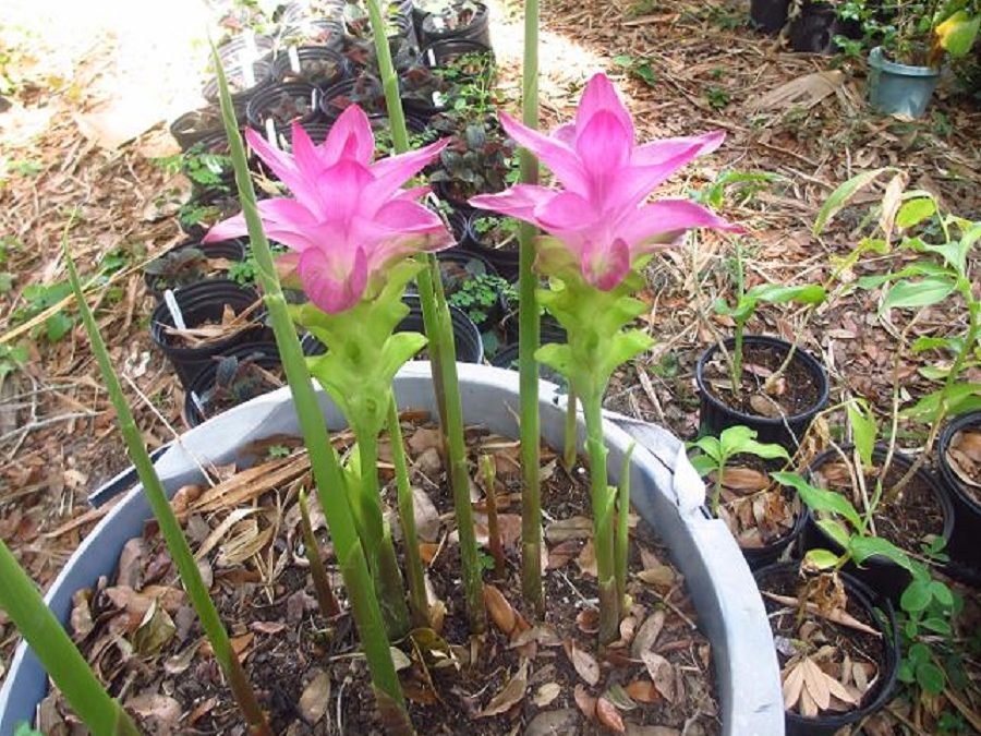 Curcuma elata