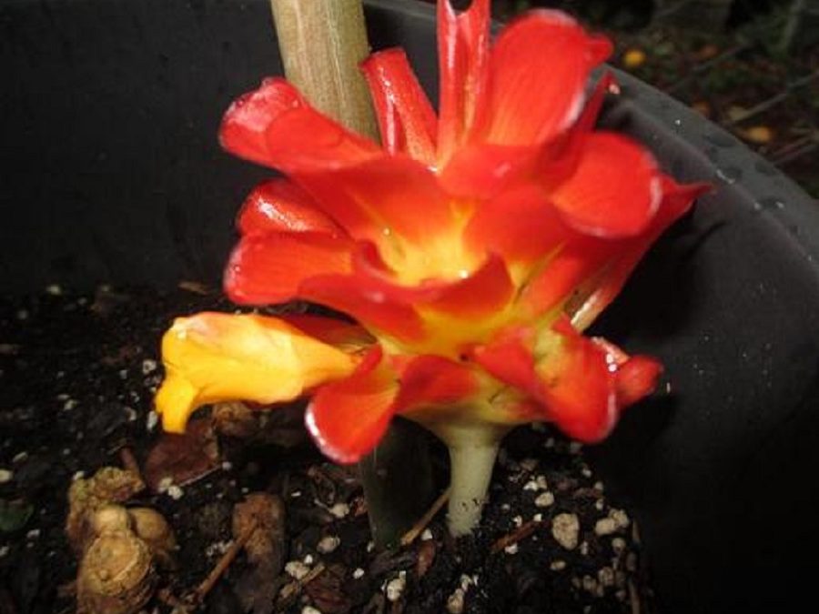 Curcuma rubrobracteata