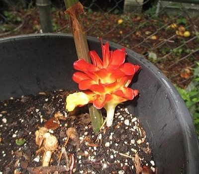 Curcuma-rubrobracteata product