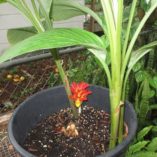 Curcuma-rubrobracteata3