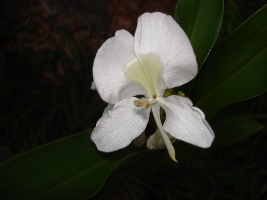 Hedychium coronarium