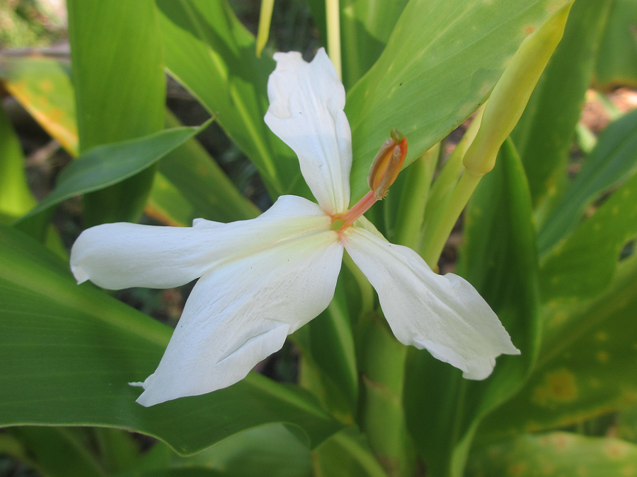 Hedychium luna moth