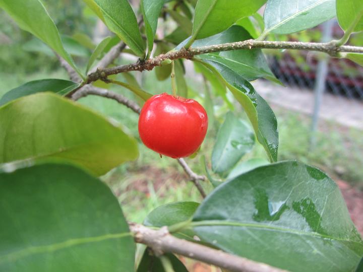 Malpighia punicifolia