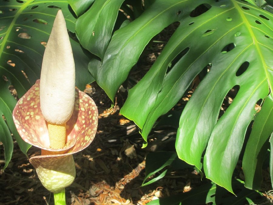 Amorphophallus muelleri