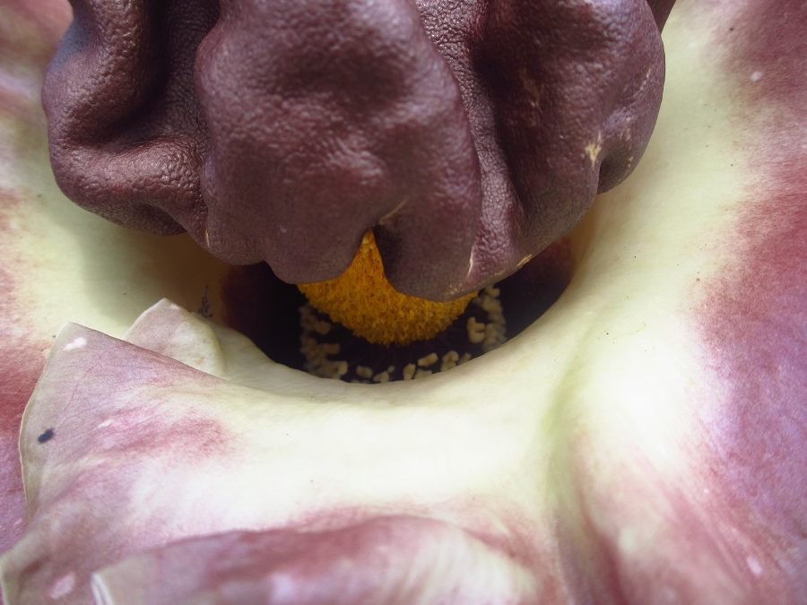 Amorphophallus paeoniifolius