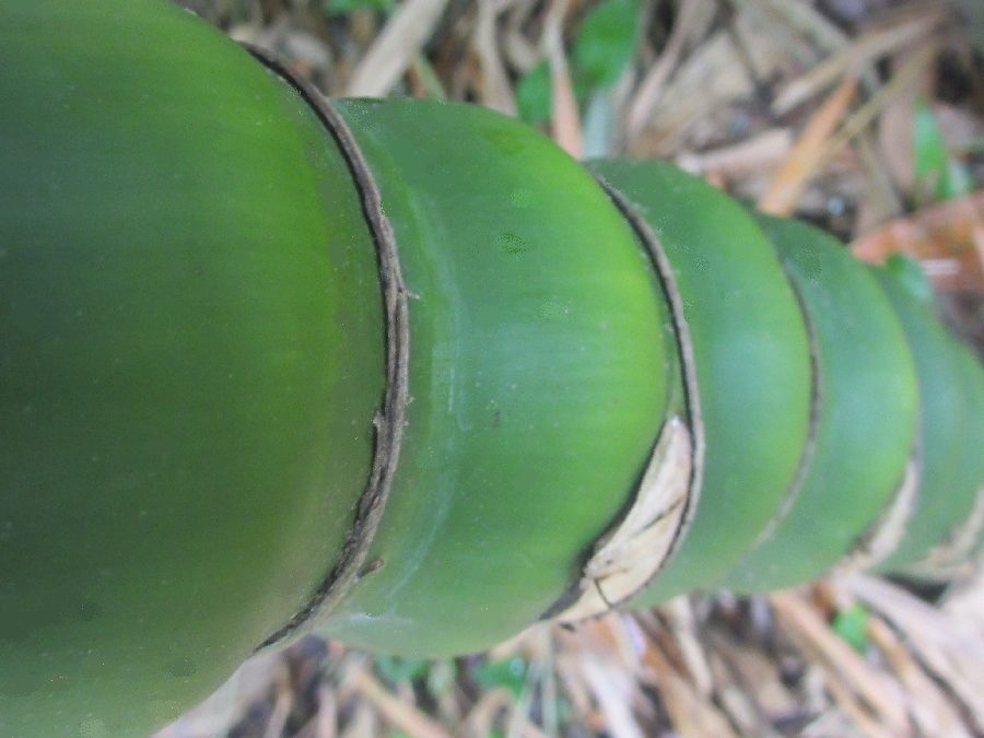 Bambusa vulgaris wamin