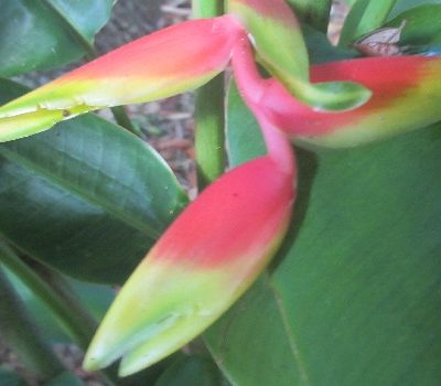 Heliconia rostrata long flowered product