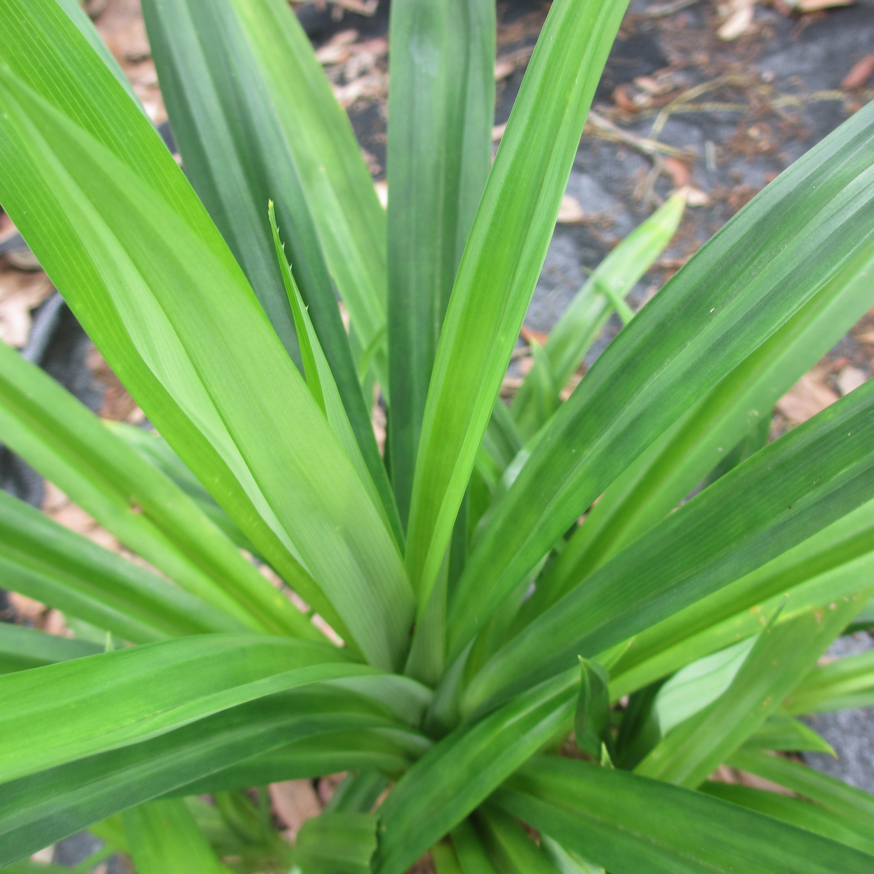 What Is Pandanus Flower