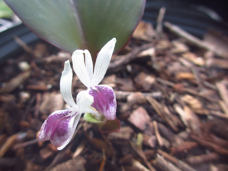 Kaempferia parviflora