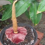 Amorphohallus henryi 2 450x350