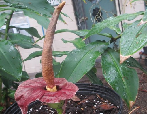 Amorphohallus henryi 900x700