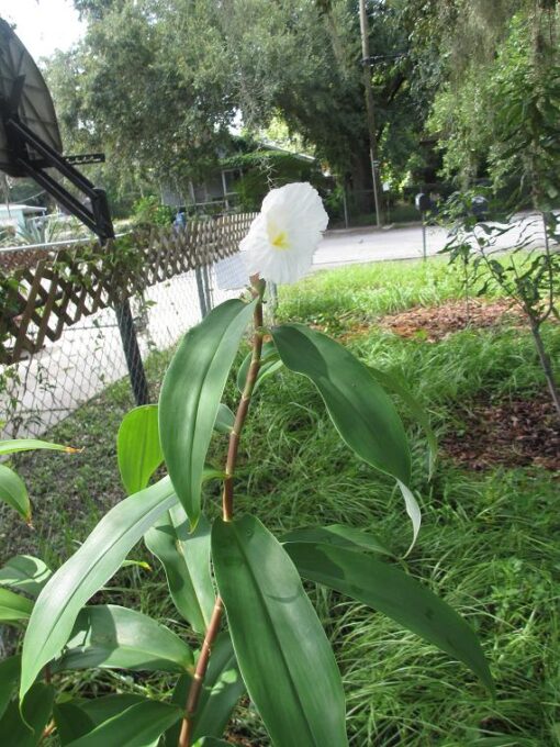 Cheilocostus speciosus - Image 2