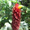 Costus Barbatus - Image 2