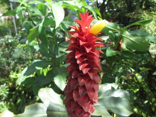 Costus Barbatus - Image 2