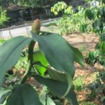Costus spicatus - Image 2