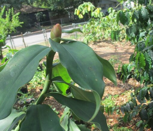 Costus spicatus - Image 2