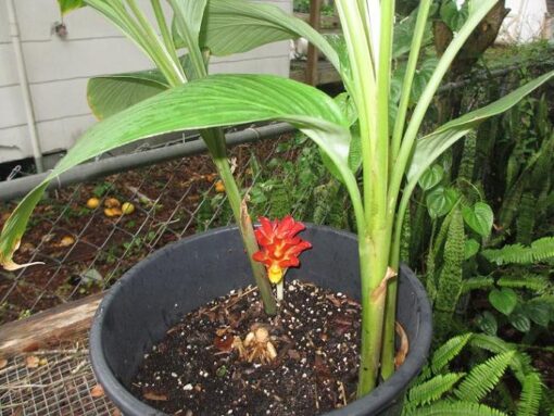 Curcuma rubrobracteata - Image 2