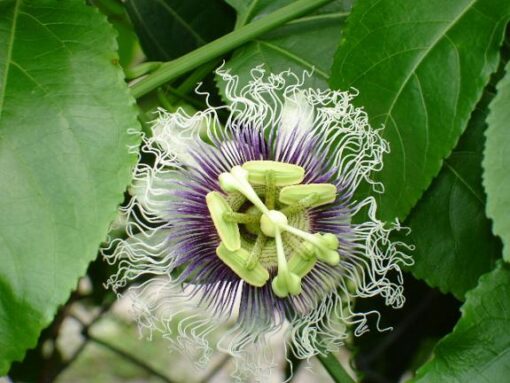 Passiflora edulis "Possum Purple" - Image 3