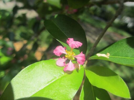 Barbados Cherry - Image 2