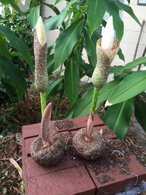 Amorphophallus muelleri - Image 2