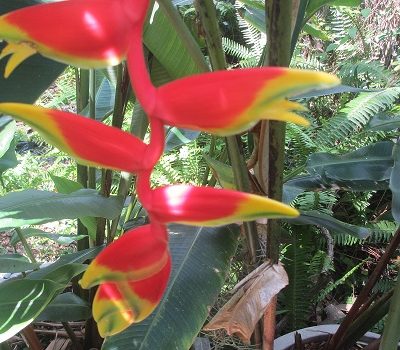 Heliconia rostrata product