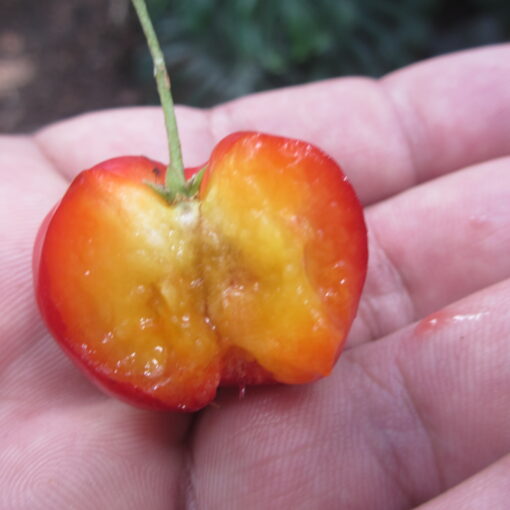 Barbados Cherry - Image 3
