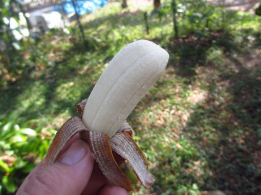 Namwa Banana - Image 2