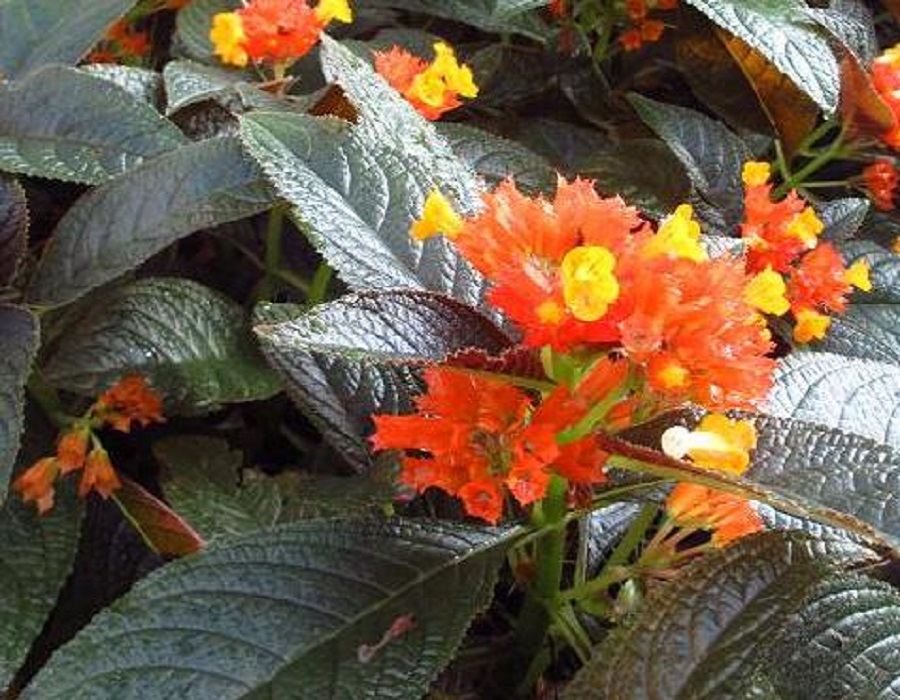 Chrysothemis pulchella - Randy's Tropical Plants