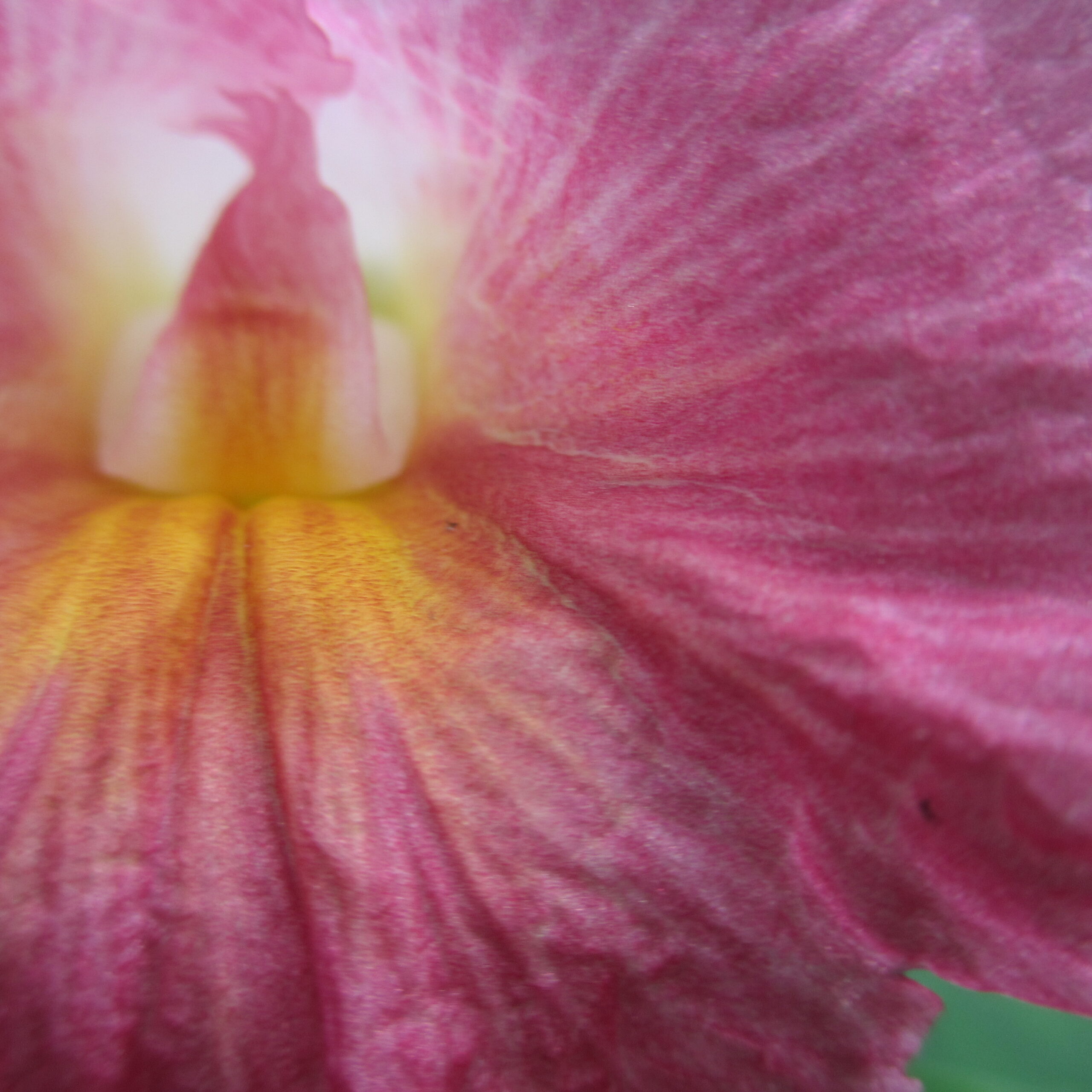 Costus fissiligulatus