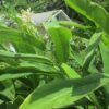 Alpinia galanga - Image 2