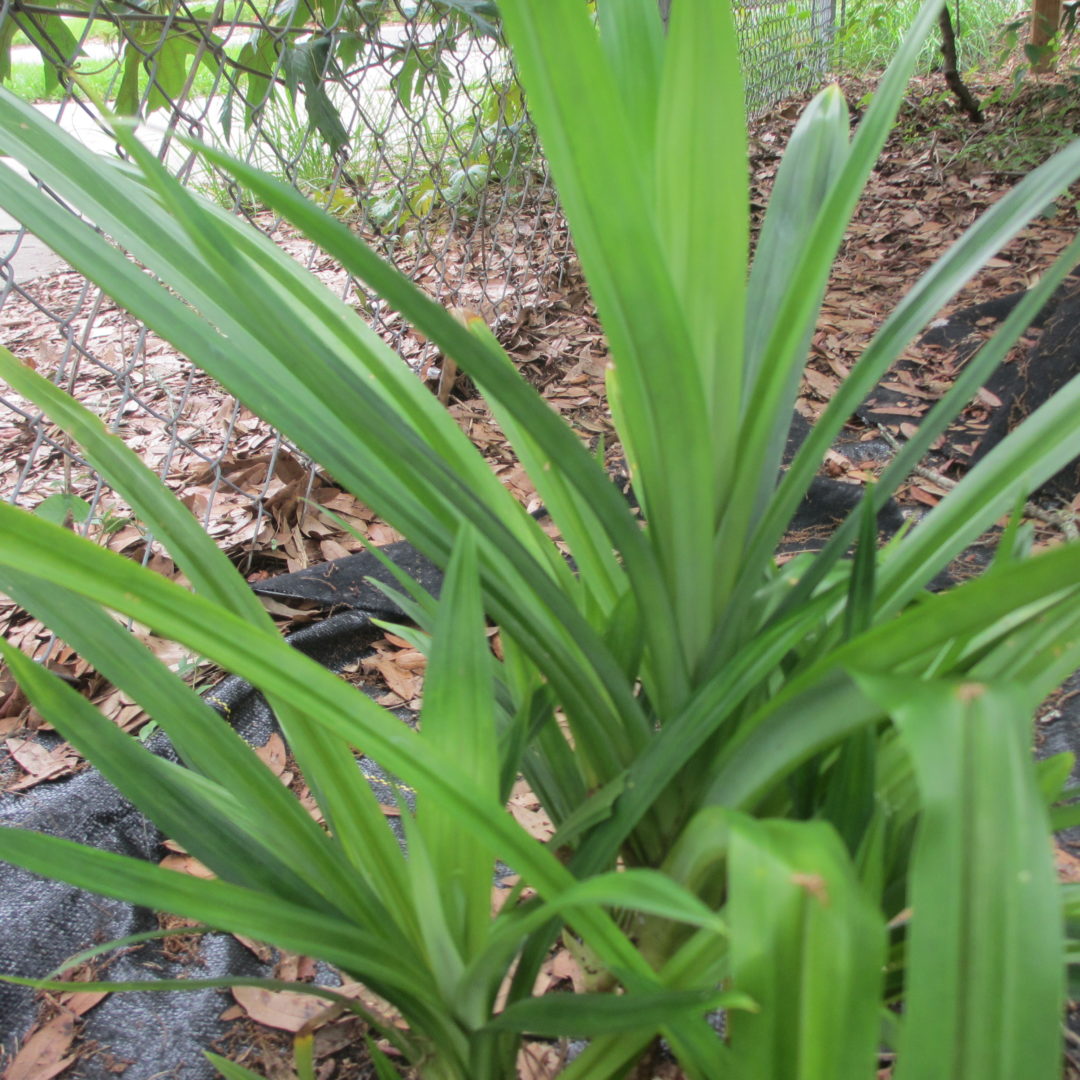 Pandanus amaryllifolius Randy's Tropical Plants