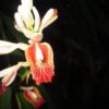 Alpinia Calcarata - Image 2
