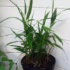 Alpinia Calcarata - Image 3