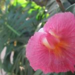 Costus fissiligulatus - Image 3