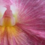 Costus fissiligulatus - Image 2