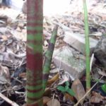 Costus pictus - Image 2