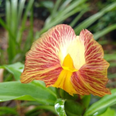 Costus pictus