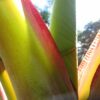 Red Dwarf Banana - Image 2