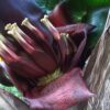 Red Dwarf Banana