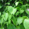 Banisteriopsis caapi var. White - Image 2