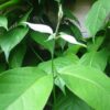Banisteriopsis caapi var. White - Image 3