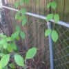 Banisteriopsis caapi var. Cielo - Image 2