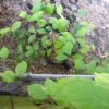 Banisteriopsis caapi var. Cielo - Image 3