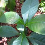 Voacanga africana - Image 2